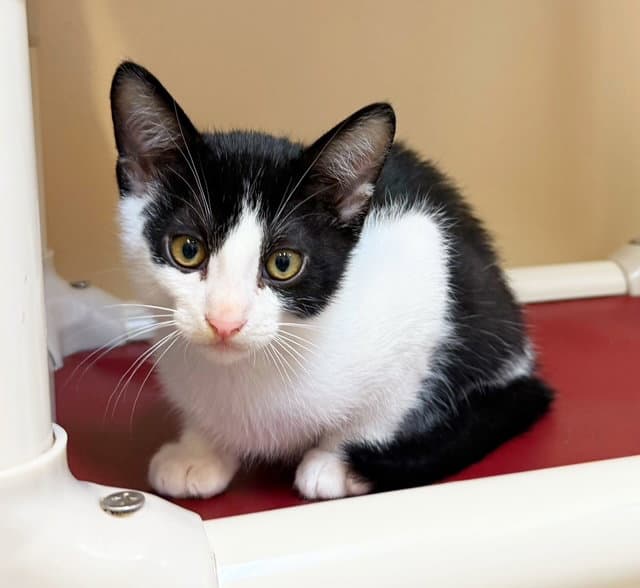 Kitten Simon - Domestic Short Hair