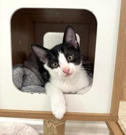 Kitten Simon image 2