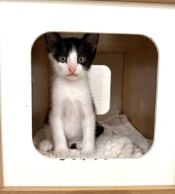 Kitten Simon image 3