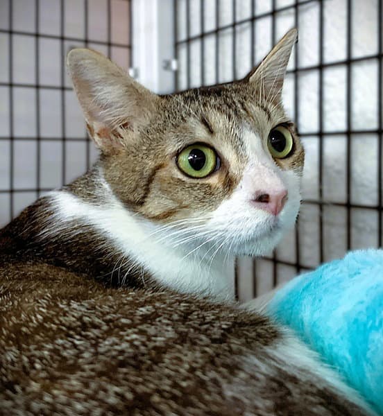 Velvet - Domestic Short Hair
