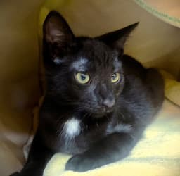 Kitten Lex Luther image 1