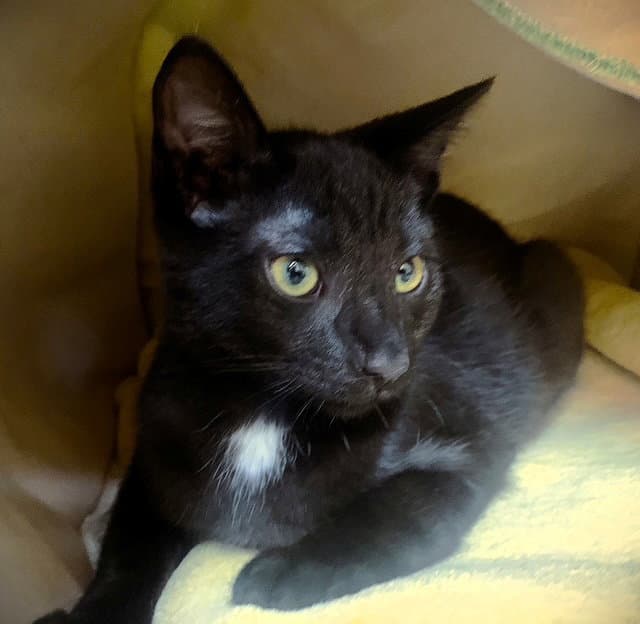Kitten Lex Luther - Domestic Short Hair
