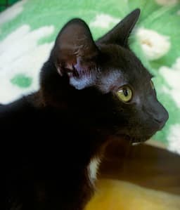 Kitten Lex Luther image 2