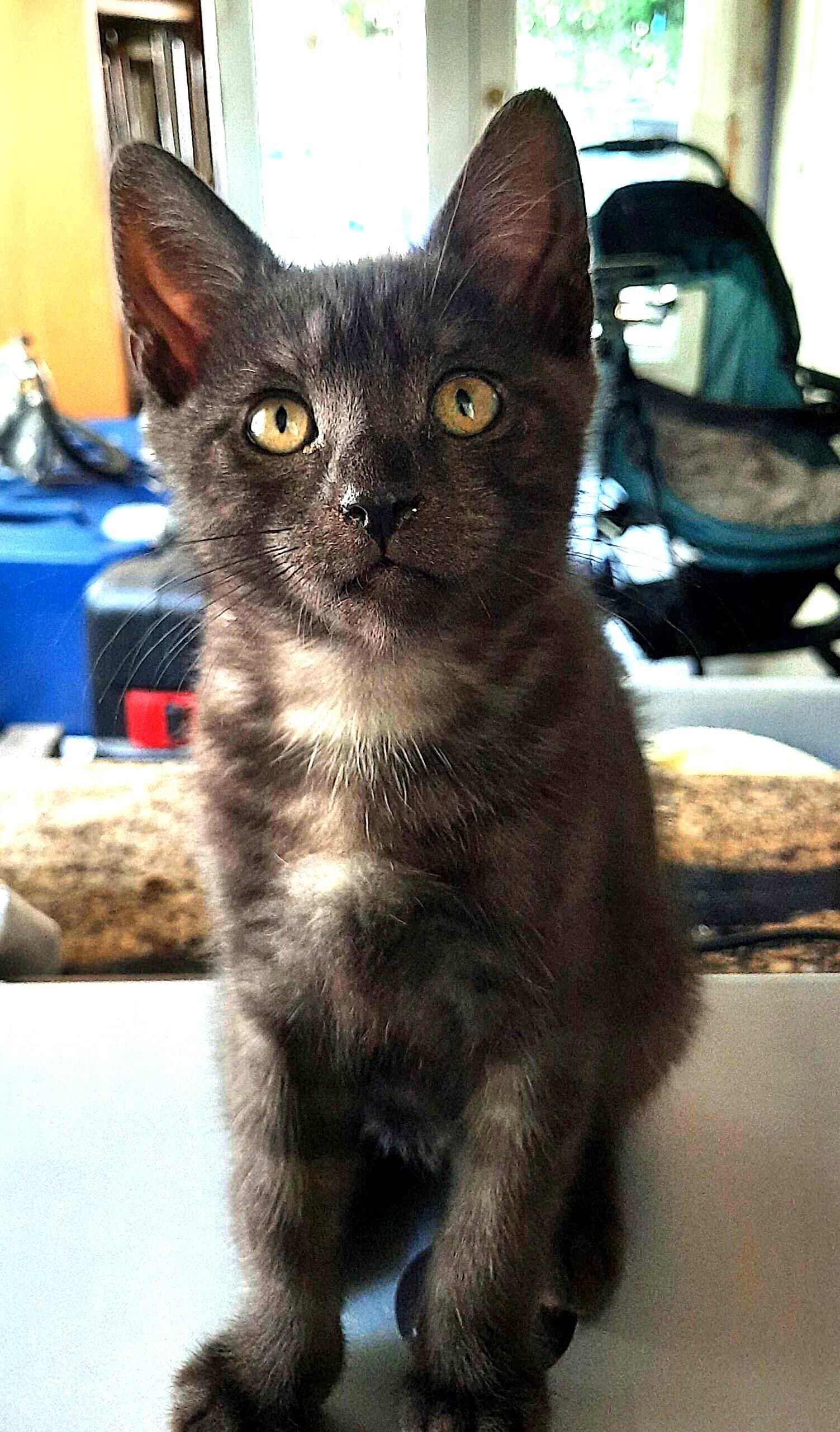 Kitten Halo - Domestic Short Hair