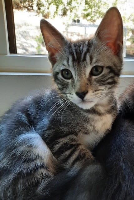 Kitten Hooper - Domestic Short Hair
