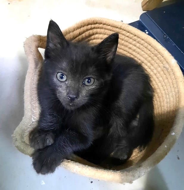 Kitten Heavenly - Domestic Short Hair