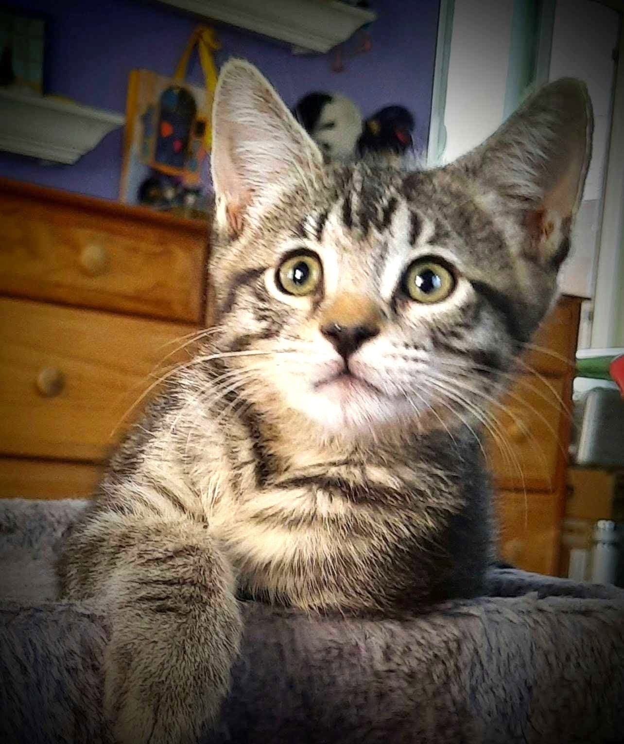 Kitten Harmony - Domestic Short Hair