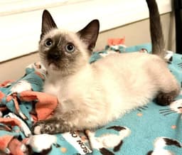 Kittem Vanna image 1