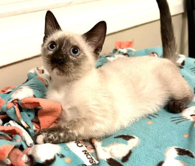 Kittem Vanna - Domestic Short Hair