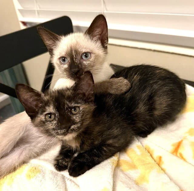 Kitten Vanity - Domestic Short Hair