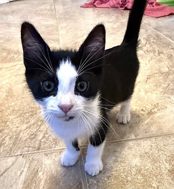 Kitten Vixen - Domestic Short Hair