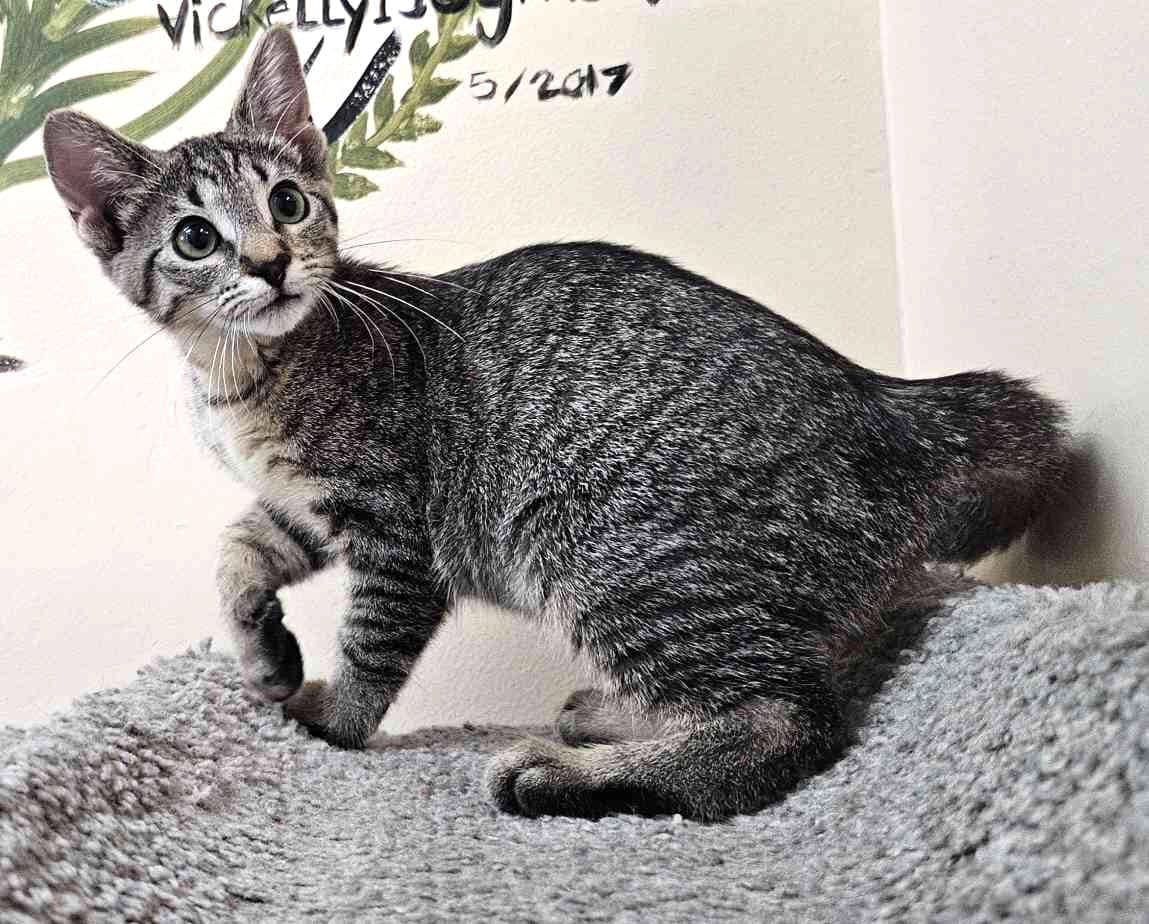 Kitten Forrest - Domestic Short Hair