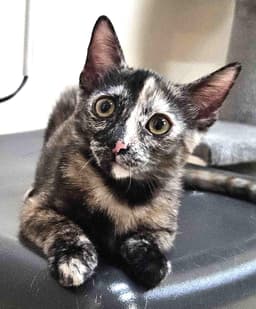 Kitten Flynn image 1