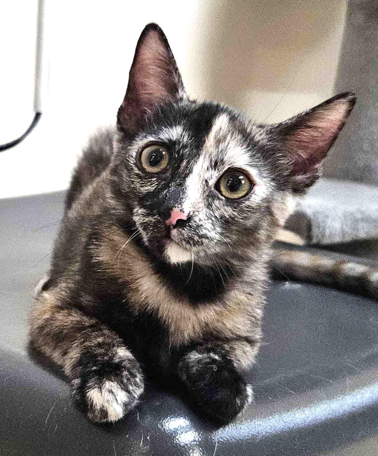 Kitten Flynn - Domestic Short Hair
