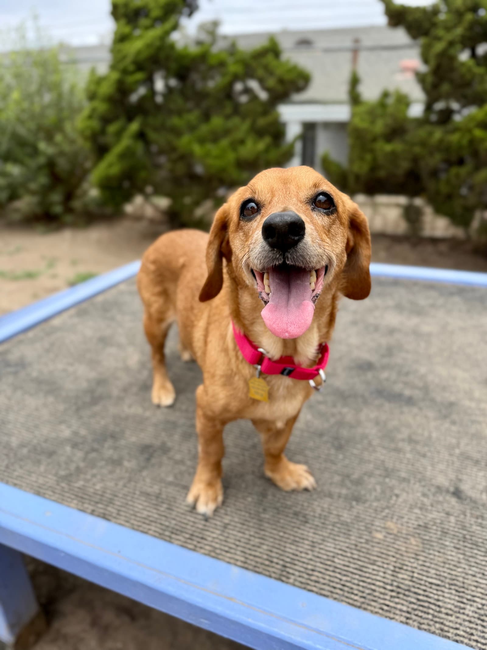 Blanche - Basset Hound