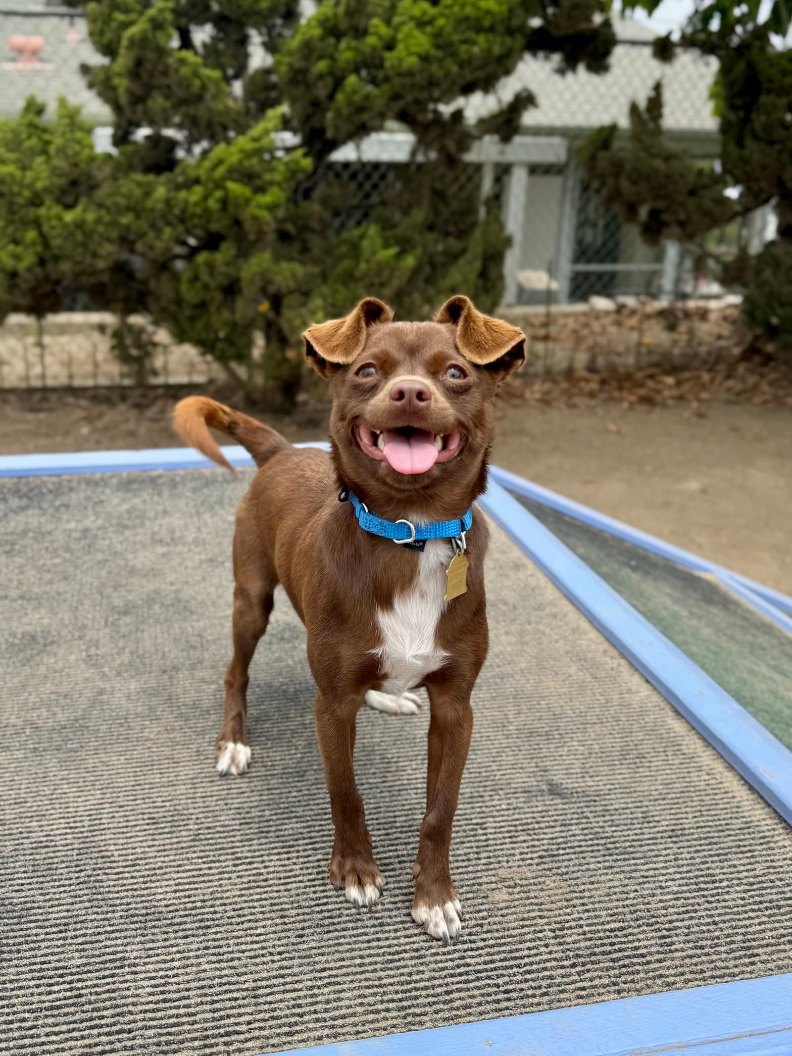 Huey - Chihuahua