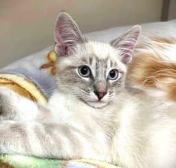 Kitten Wumbology image 1