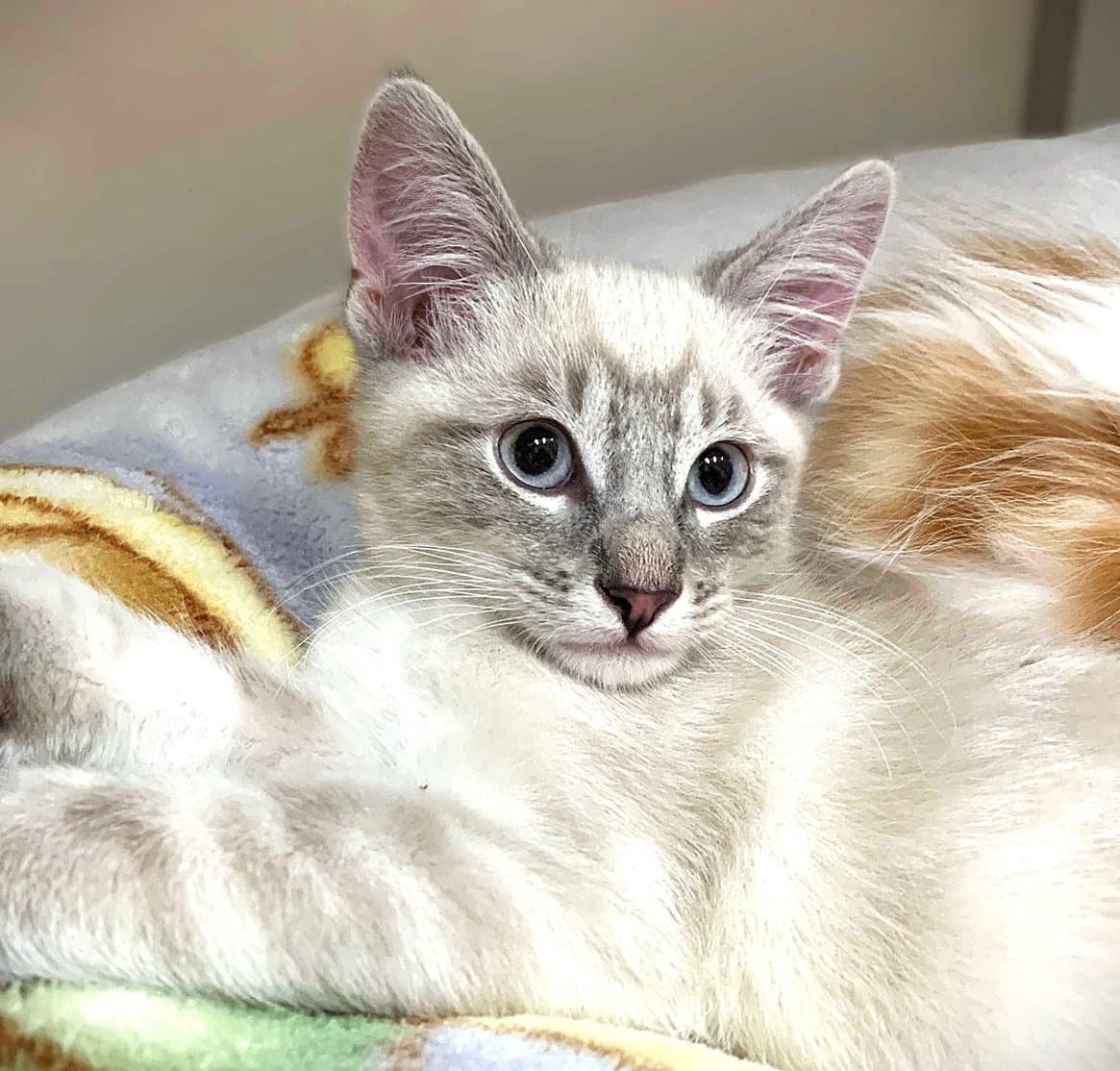 Kitten Wumbology - Domestic Short Hair