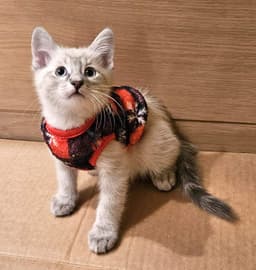 Kitten Wumbology image 3