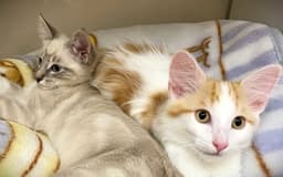 Kitten Wumbology image 4