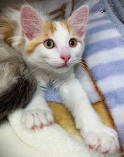 Kitten Whoopie Cushion image 1