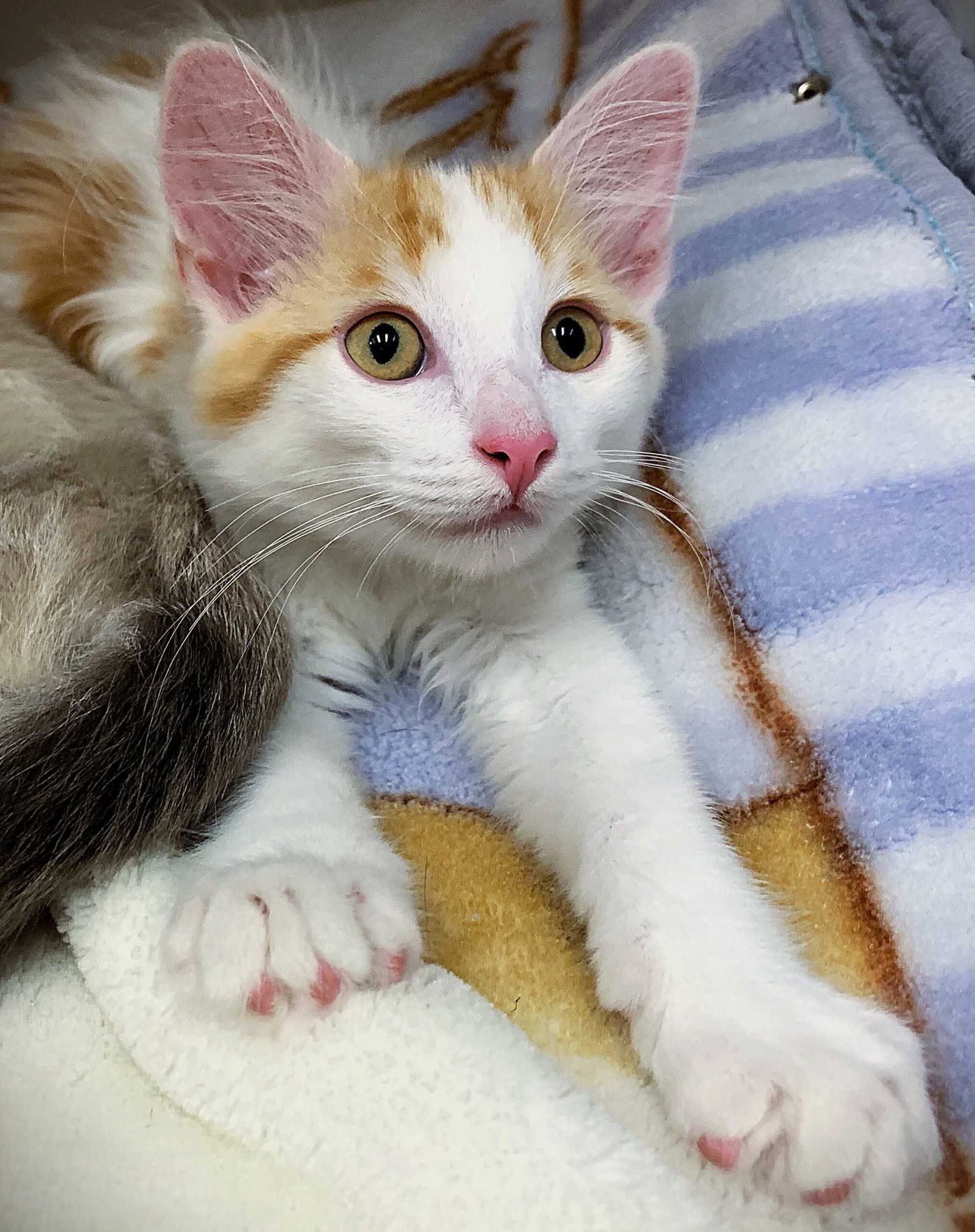 Kitten Whoopie Cushion - Domestic Medium Hair