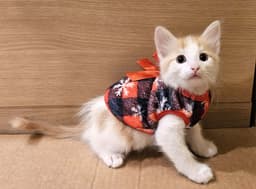 Kitten Whoopie Cushion image 2