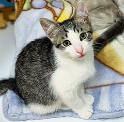 Kitten Wimothy image 1