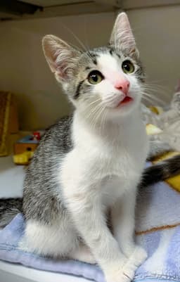 Kitten Wimothy image 2