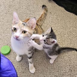 Kitten Wimothy image 4