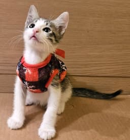 Kitten Wimothy image 3