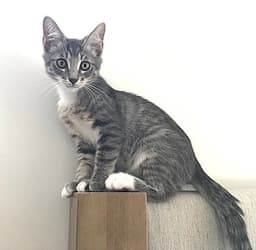 Kitten Gus image 1