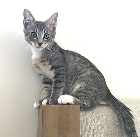 Kitten Gus - Domestic Short Hair