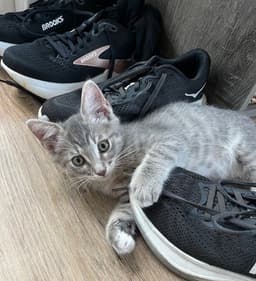 Kitten Gus image 2