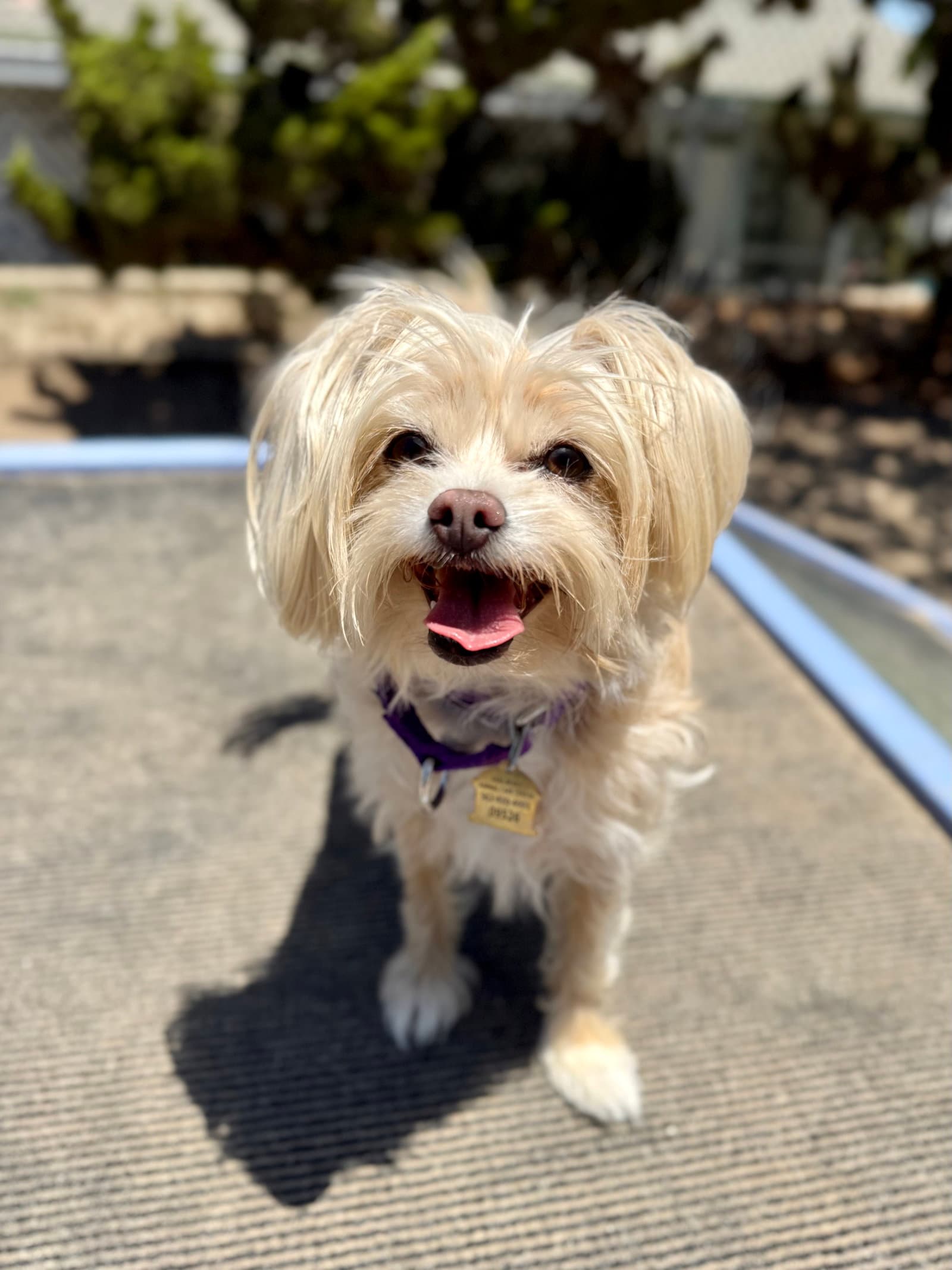 Jellybean - Terrier