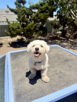 Milo image 1