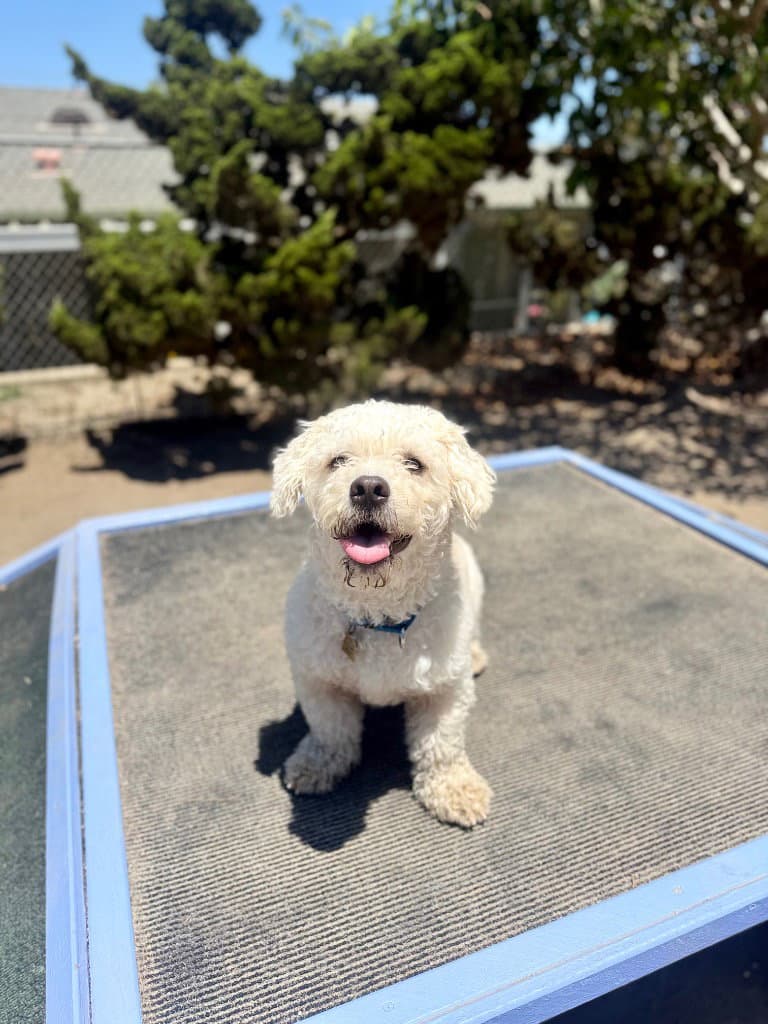 Milo - Poodle (unknown type)