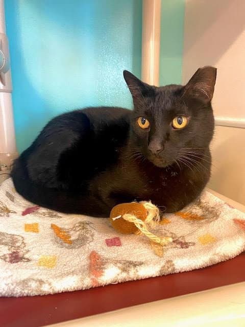 Biggie - Domestic Short Hair