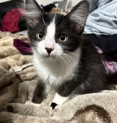 Kitten Wacky - Domestic Medium Hair
