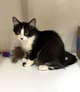 Kitten Wacky image 3