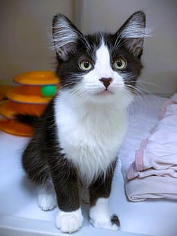 Kitten Wacky image 2