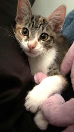 Kitten Waluigi image 3