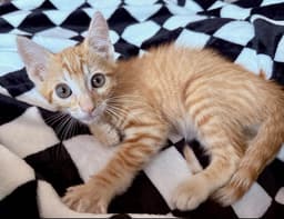 Kitten Sunny image 3