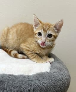 Kitten Sunny image 4