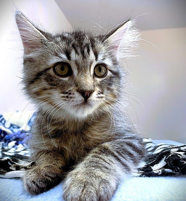 Kitten Ringpop - Domestic Medium Hair