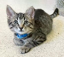 Kitten Raisinets image 1