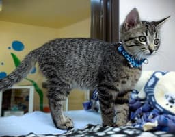 Kitten Raisinets image 2