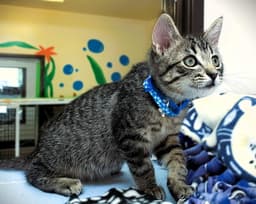 Kitten Raisinets image 3