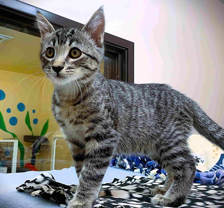Kitten Reeses - Domestic Short Hair
