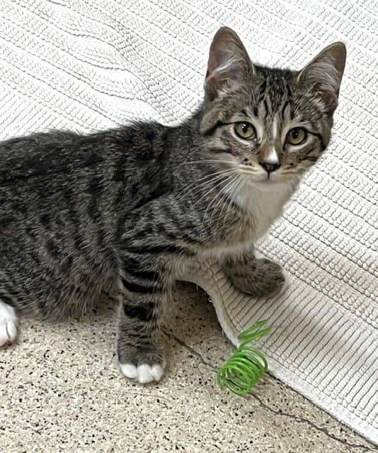 Kitten Khalessi - Domestic Short Hair